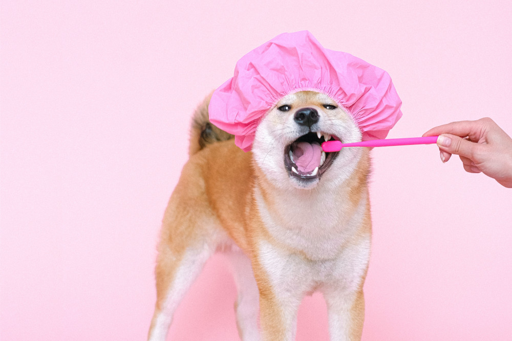 Pielęgnacja i higiena jamy ustnej u psa